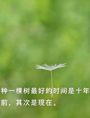 种一棵树-morninglu